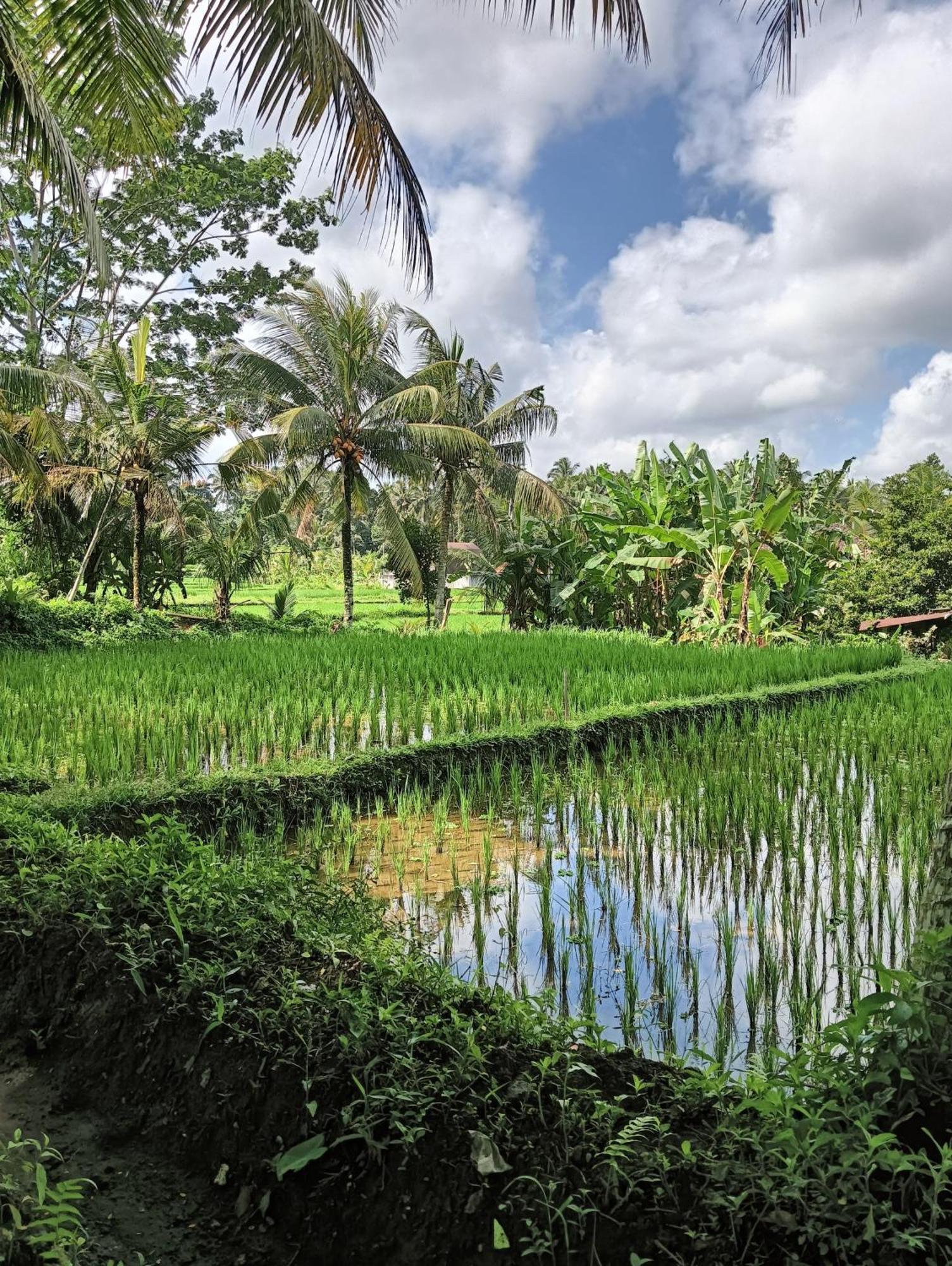 Rumah Guci Ubud  Luaran gambar